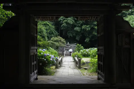 tombe-naomasa-hortensias