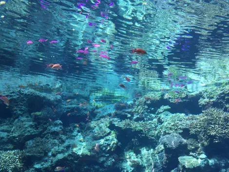 Aquarium Churaumi