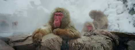 Les singes de Jigokudani