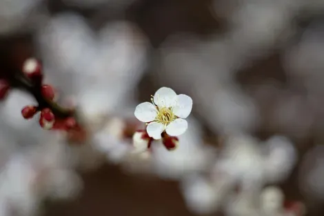 Une fleur de prunier blanche