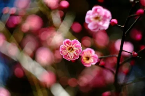 Une fleur de prunier rose