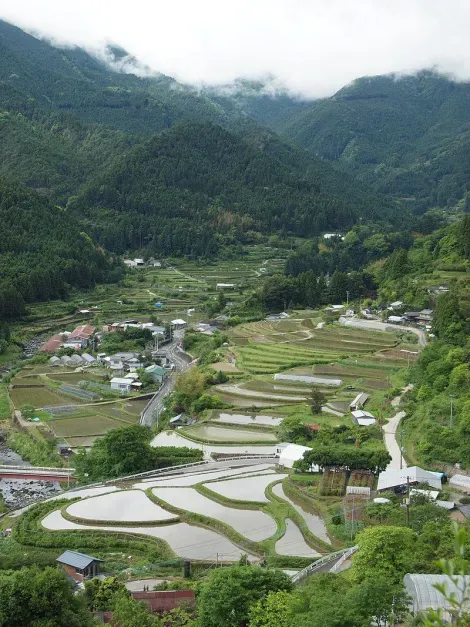 Les rizières de Kamikatsu