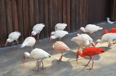 Un groupe de toki, oiseaux de Sadogashima