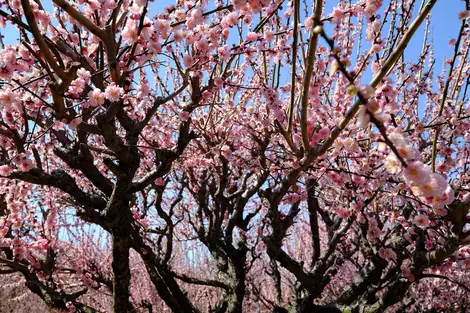 Prunier en fleurs