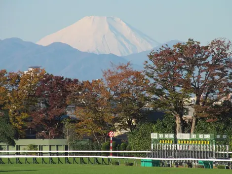 mont_fuji_hippodrome_fuchu