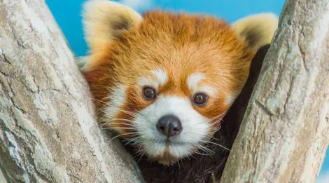 Le très populaire panda roux