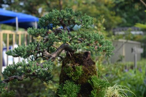  Kinashi's evergreen bonsai trees.