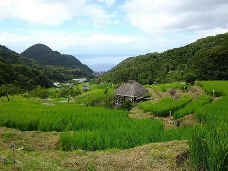 Les rizières d'Ishibu