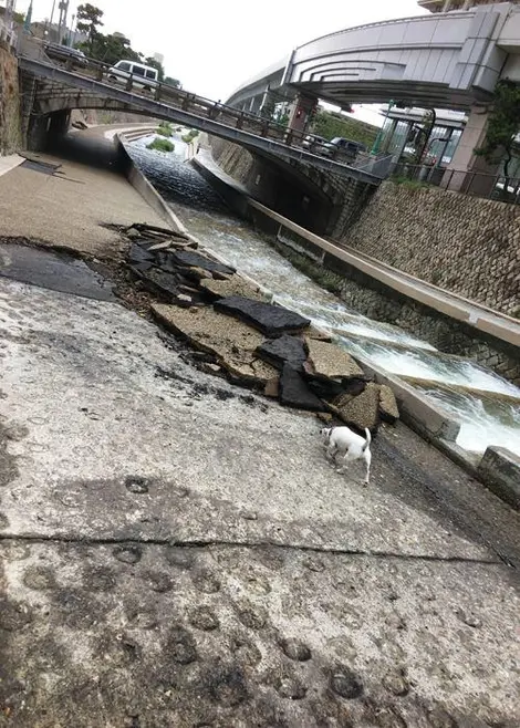 La promenade accidentée...