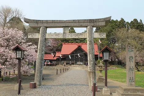 Le sanctuaire de Matsumae a lui aussi ses cerisiers