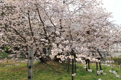 Cerisier en fleurs de Matsumae