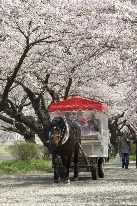Promenade en calèche sous les cerisiers en fleurs
