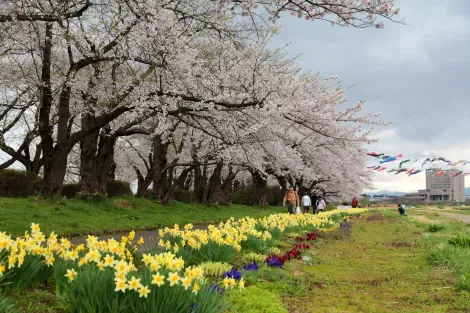 Le parc Tenshôchi durant le sakura matsuri