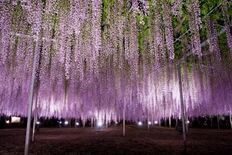 Illuminations sur les glycines du parc floral d'Ashikaga