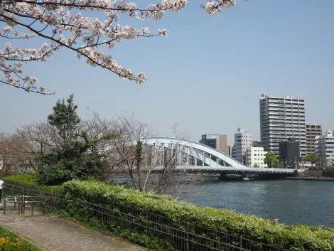 Les bords de rive de la rivière Sumida au printemps