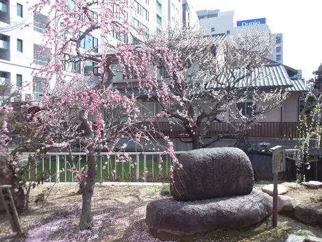 Pruniers en fleurs au sanctuaire Tenma Tenjin