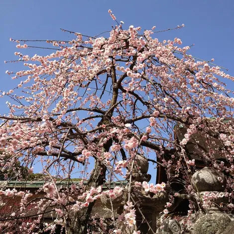 Prunier en fleurs