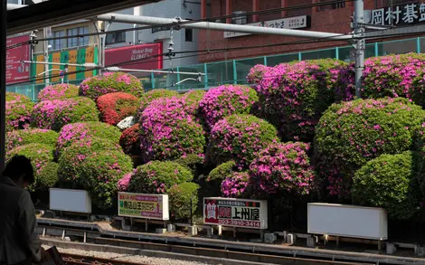 Les azalées en fleurs vus depuis le quais de Komagome