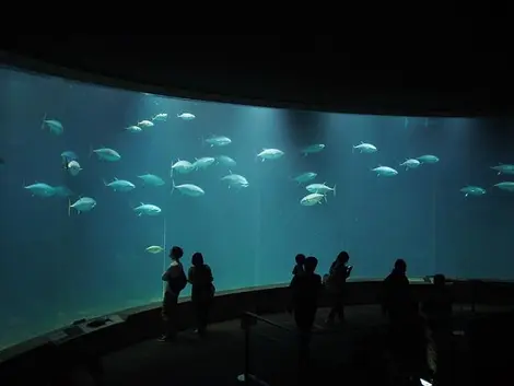 Tokyo Sea Life Park