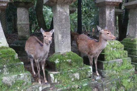 nara