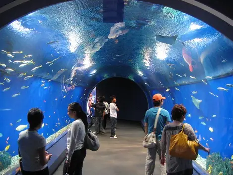 Aquarium d'Osaka