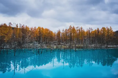 The blue pond of Biei