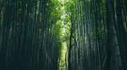 Bosque de bambú en Arashiyama, Tokio