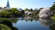 Particulièrement apprécié, le jardin de Shinjuku attire les japonais, les touristes et les photographes pendant toute la fleuraison des cerisiers.
