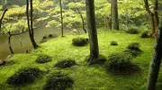 Jardín de musgo del templo Kokedera.