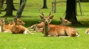 Ciervos del parque de Nara.