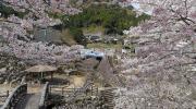 Okawachiyama au moment des cerisiers en fleurs