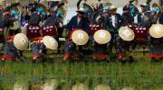 La siembra de arroz se hace a mano durante el festival Mibu no hana taue en Kita-Hiroshima.