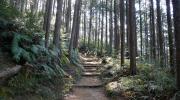 Les chemins historiques de Kumano Kodo à travers la forêt