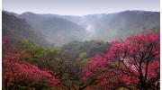 Cerisiers de Taïwan au mont Yaedake, Okinawa