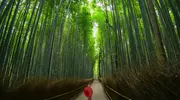 Bambouseraie arashiyama