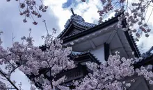 Cherry Blossom in front of Kanazawa Castle