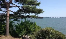 Pine trees on land overlooking Matsushima Bay