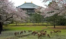 Le parc de Nara