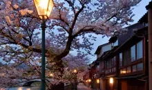 Cerisiers dans les rues traditionnelles de Kanazawa. 