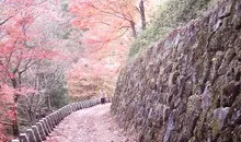 Un petit chemin recouvert de fleurs de cerisiers sur le Mont Yoshino.