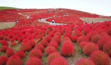 Les buissons rouge vif du Hitachi Kaihin Koen