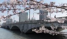 El puente Bandai en Niigata durante la floración de los cerezos