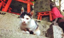 Un chat garde l'entée de ce sanctuaire shintô à Kyoto