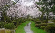 Le jardin Kenrokuen de Kanazawa, sous les fleurs de cerisiers