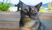 Petit chat près du sentier étroit des chats à Onomichi