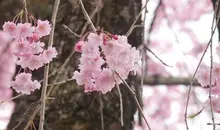 Fleurs de cerisiers à Nikkô