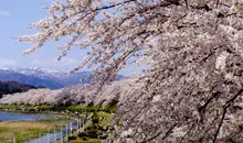 Le tunnel de Sakura