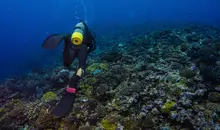 Plongeur à Okinawa