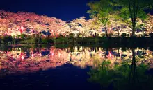 Sakura illuminés