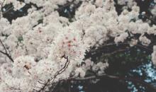 Une branche de sakura